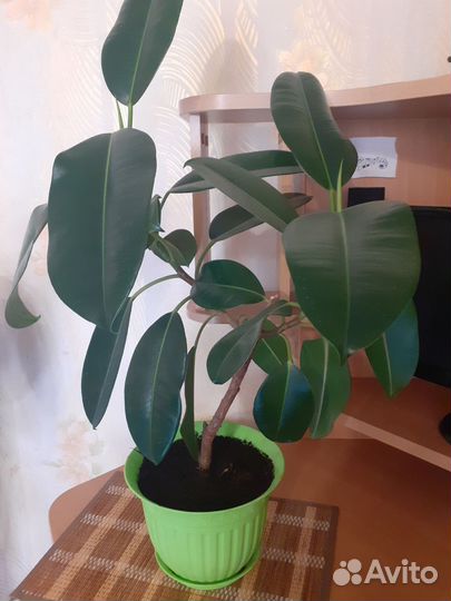 Фикусы и шефлера