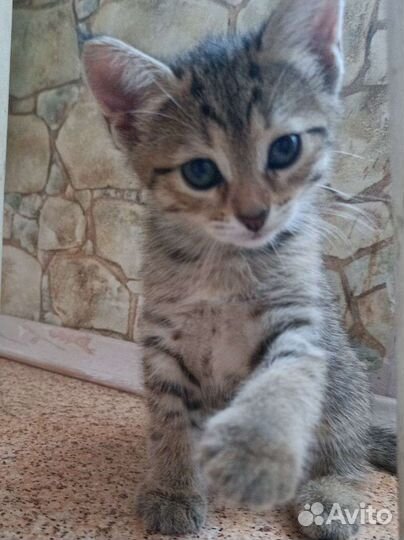 Кошка в дар бесплатно