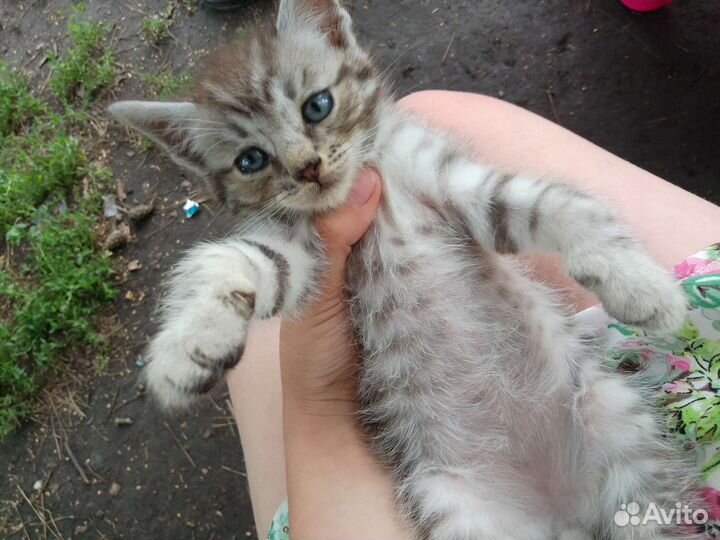 Кот обычный ласковый игривый любит детей