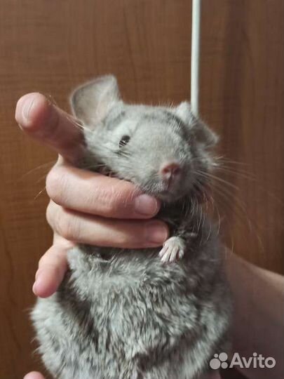Шиншилла, мальчик