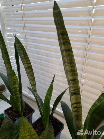 Сансевиерия