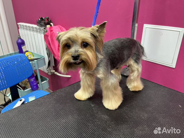 Груминг собак и кошек