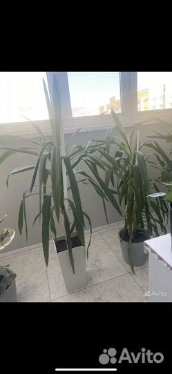 Фикус юкка шефлера цветы