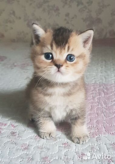 Шотландец