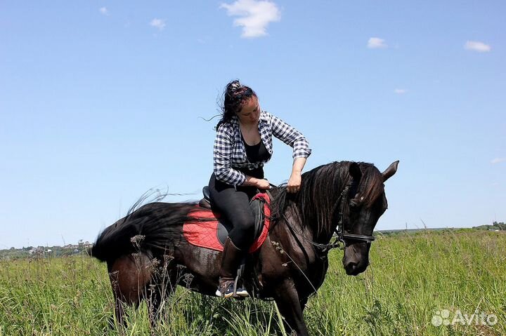 Хобби лошади(для души)