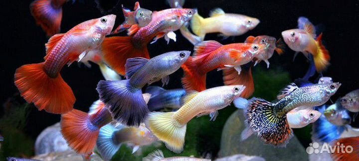 Аквариумные рыбки гуппи / тернеция glofish
