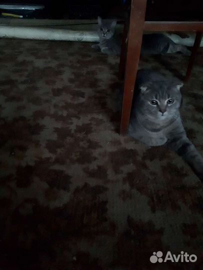 Котики и кошечки и котята