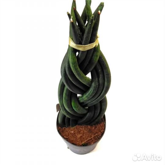 Сансевиерия цилиндрика коса