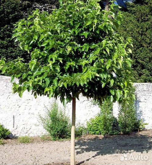 Шелковица шаровидная