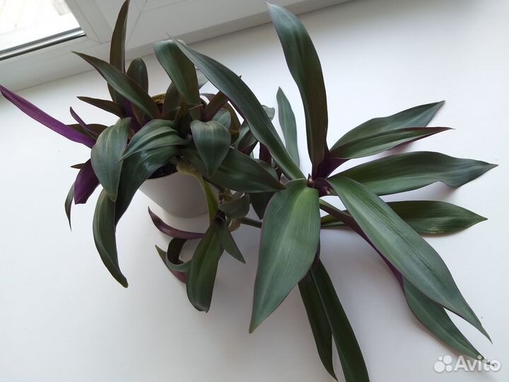 Традесканция Рео Красивый Пышный