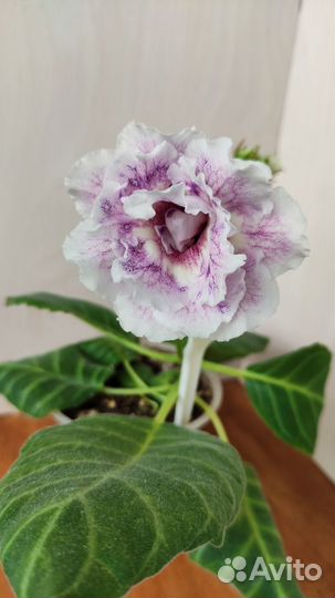 Глоксинии махровые