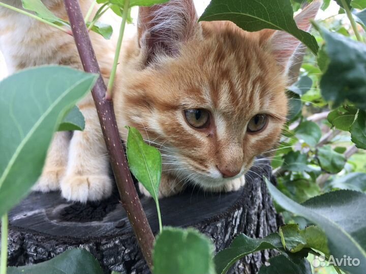 Классные дачные котята