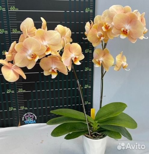 Орхидея Phal. L3029 Galaxy