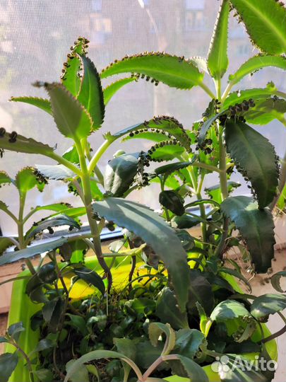 Каланхоэ лечебное