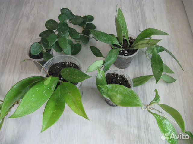 Хойи и другие