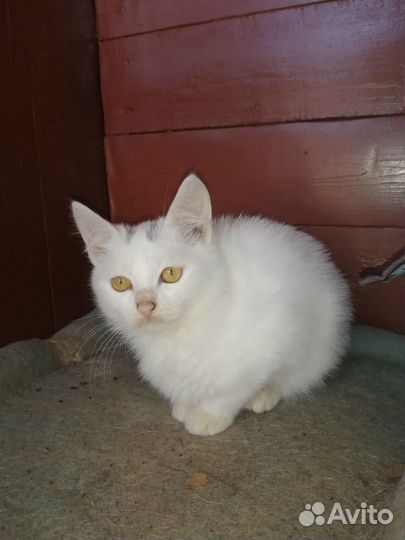 Кошка в дар бесплатно
