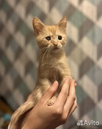 Рыжее счастье в хорошие руки