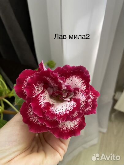 Глоксинии листики свежий срез