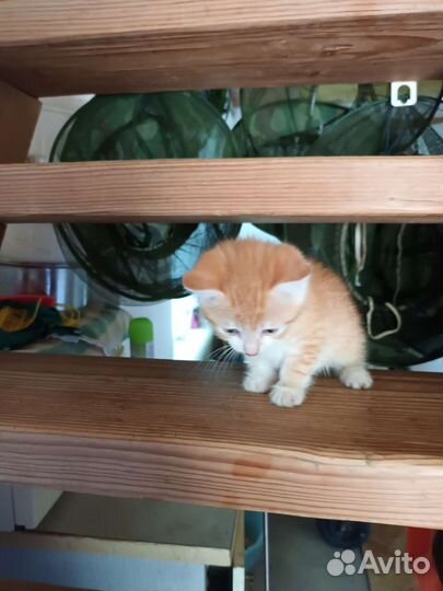 Европейская