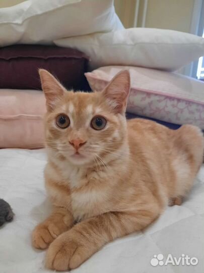 Котенок в добрые руки