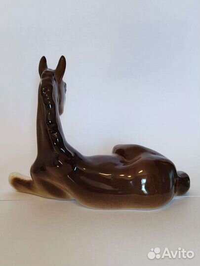 Жеребенок лежащий