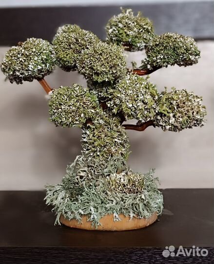 Живое дерево из цетрарии, декор, домашнее растение