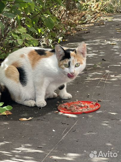 Кошка в дар японский бобтейл