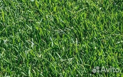 Укладка газона