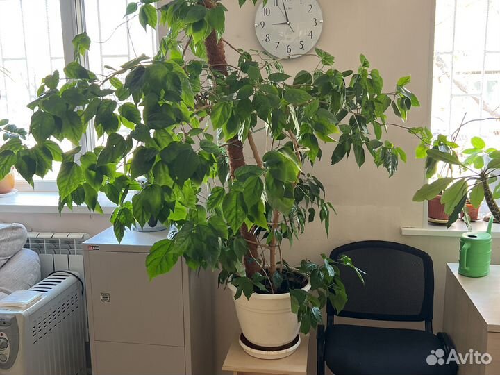 Гибискус. китайская роза