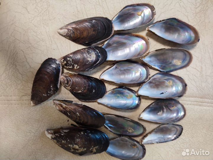 Раковины мидий