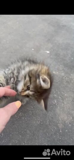 Котенок на улице. Срасите