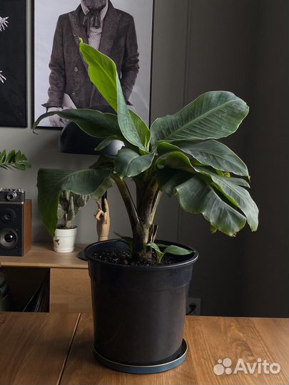 Комнатный банан киевский карлик