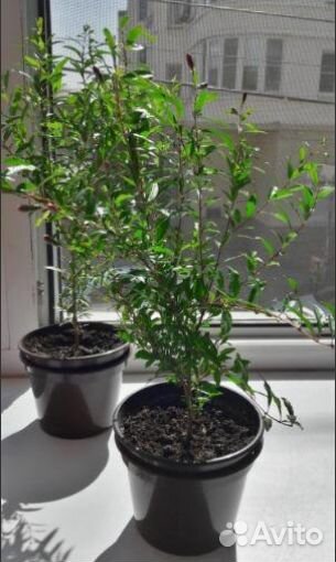 Гранат комнатный