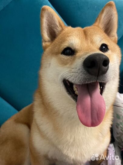 Аренда сиба-ину для съемок