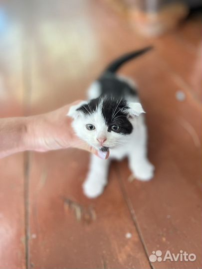 Вислоухие котята