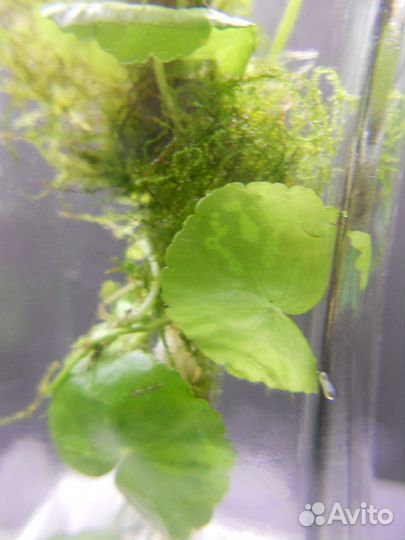 Нанопалюдариум минипалюдариум