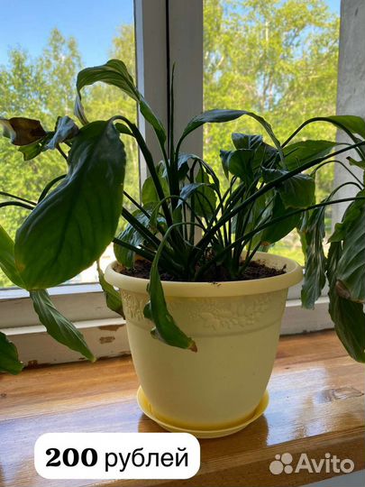 Комнатные цветы