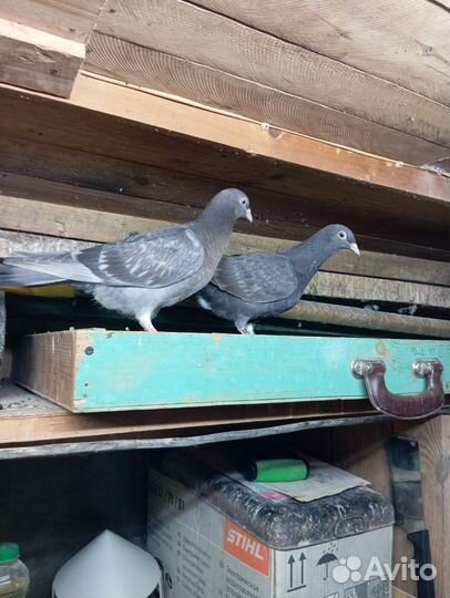 Продажа почтовых голубей и чужих