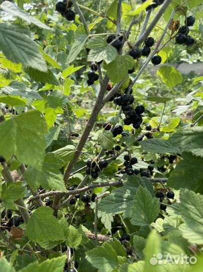 Смородина белая, черная (саженцы)