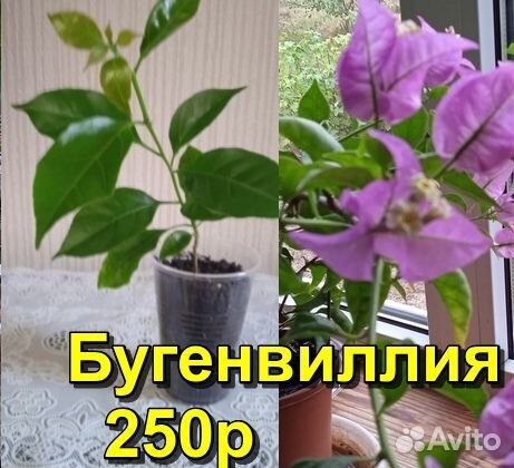 Комнатные цветы