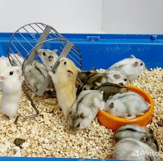 Джунгарские хомячки