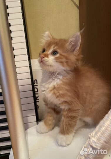 Солнечный Симба ищет дом