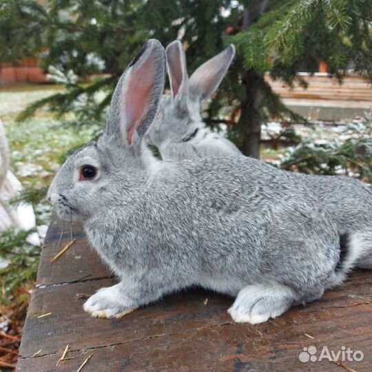 Полтавское серебро, советская шиншила