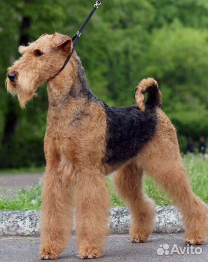 Эрдельтерьер