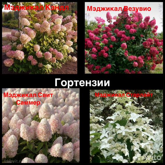 Гортензия Самарская лидия, Ванила Фрайз