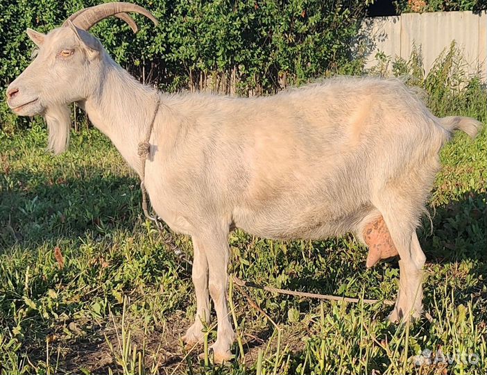Дойная коза