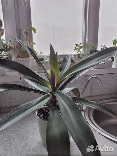 Традесканция рэо. Взрослое растение