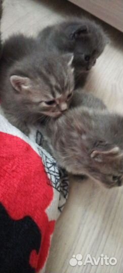 Котята