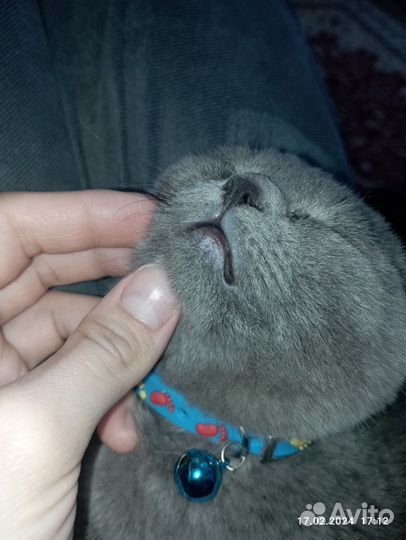 Котик на вязку