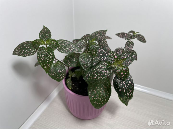 Комнатные растения цветы. Розовые